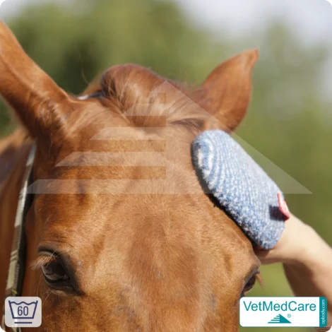 Grooming Glove | glove like a dog brush for grooming dog, cat, horse and short-haired small animals | VetMedCare®