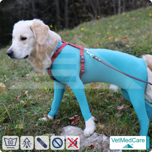 Dog bodysuit with legs | full body sweater / coat / jacket / hoodie - special for the male dog | VetMedCare®