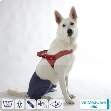 Dog Safety Pants / nappies | for dogs / bitches in heat, menstruation and incontinence | VetMedCare®