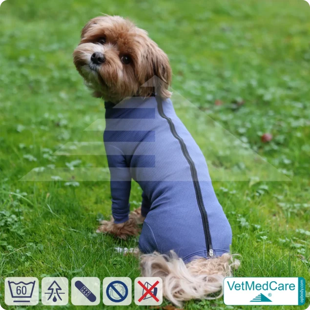 Dog bodysuit with zipper blue | VetMedCare